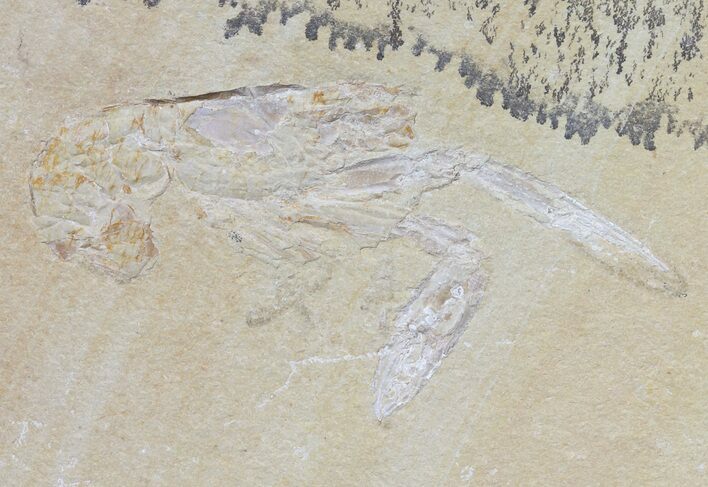 Fossil Lobster (Pseudostacus) & Crab (Geryon) - Lebanon #48521